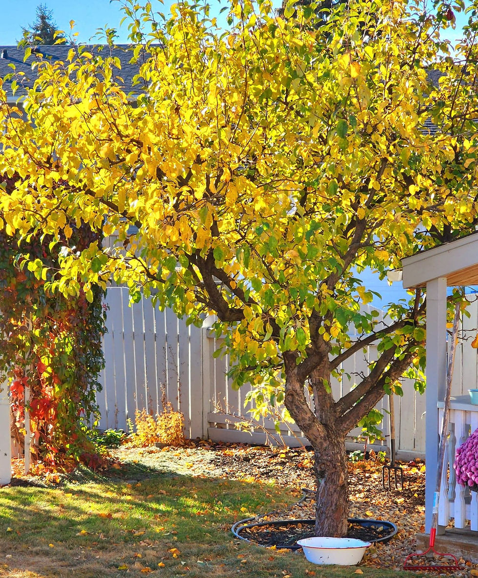 Leaves are like gold for the gardens!