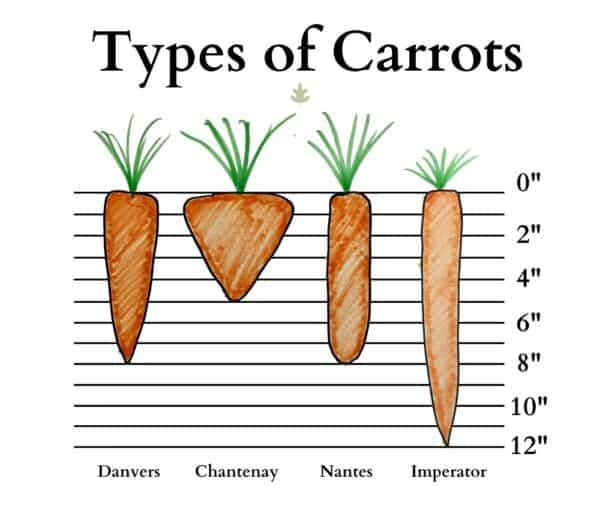 A chart of the different kinds of carrots.