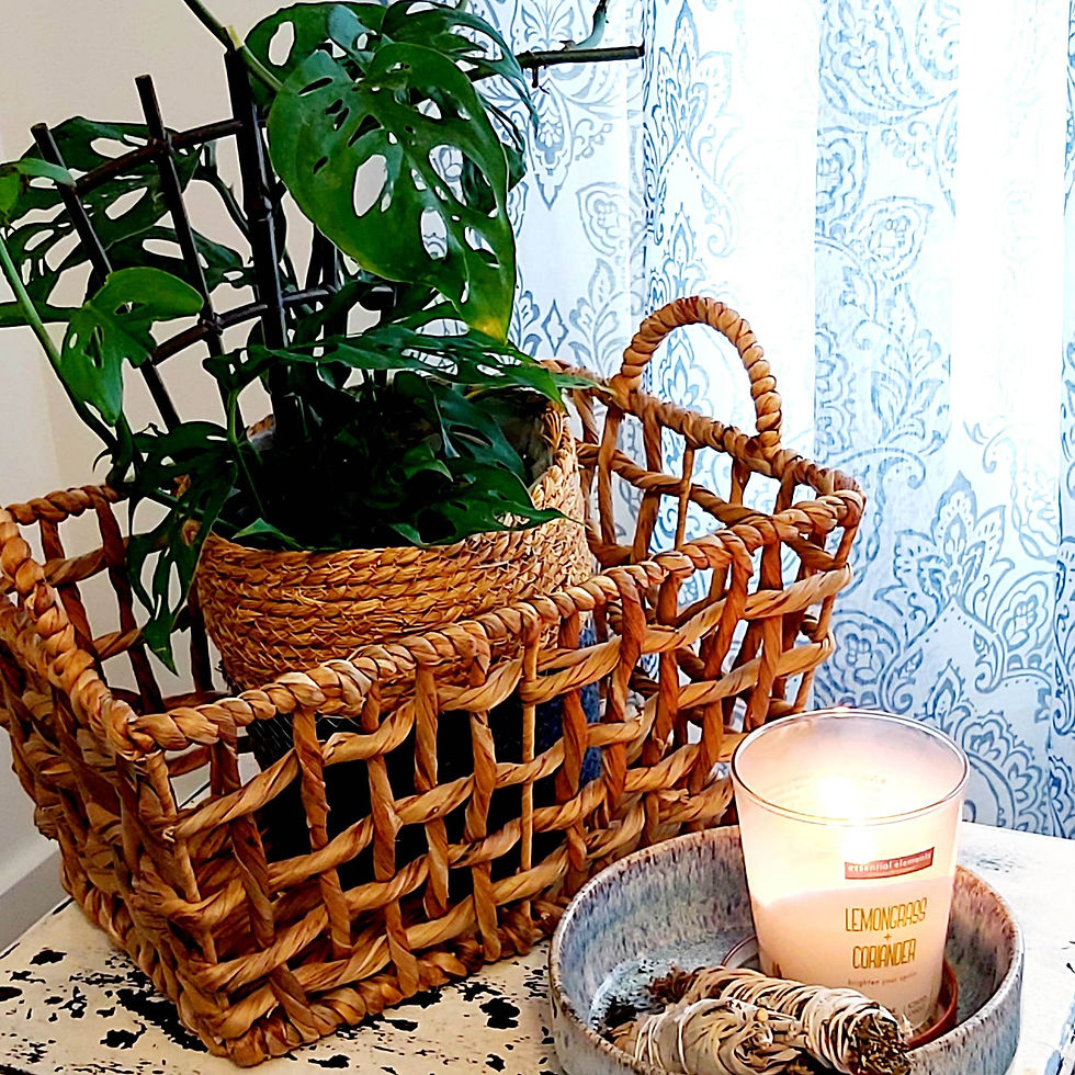 Swiss Cheese plant is very easy and thrives with little care.