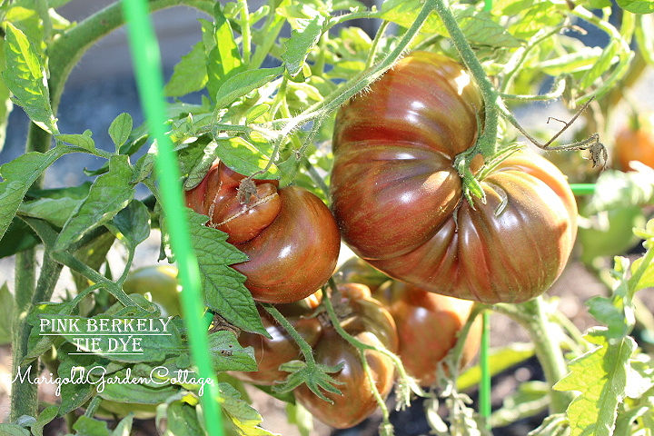 Very large, lumpy Pink Berkeley Tie Dye tomatoes.