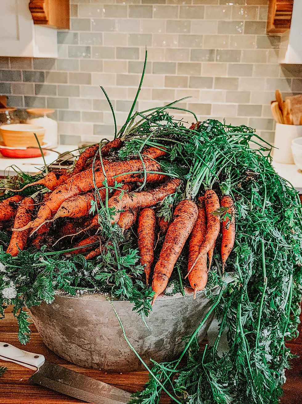 A big bowl of frosty carrots that were just harvested from the snow bank.