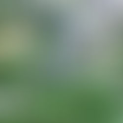 Sunday Bits #42 (catmint, zucchini, gardening for your health) 