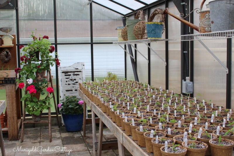 A greenhouse full of little seedlings.