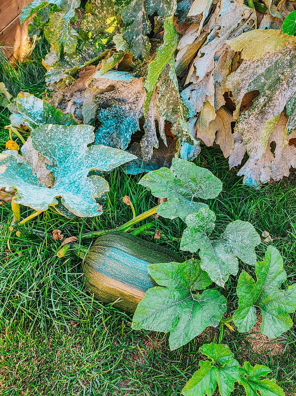 Pumpkin growing on the grass, lots of powdery mildew.