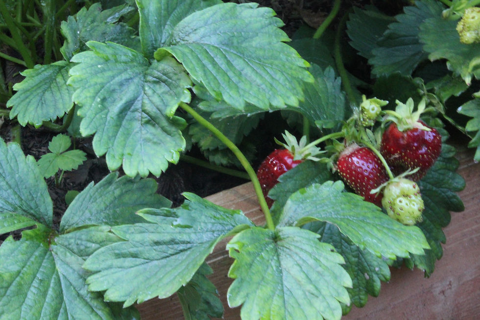 Strawberries growing in a potager garden.