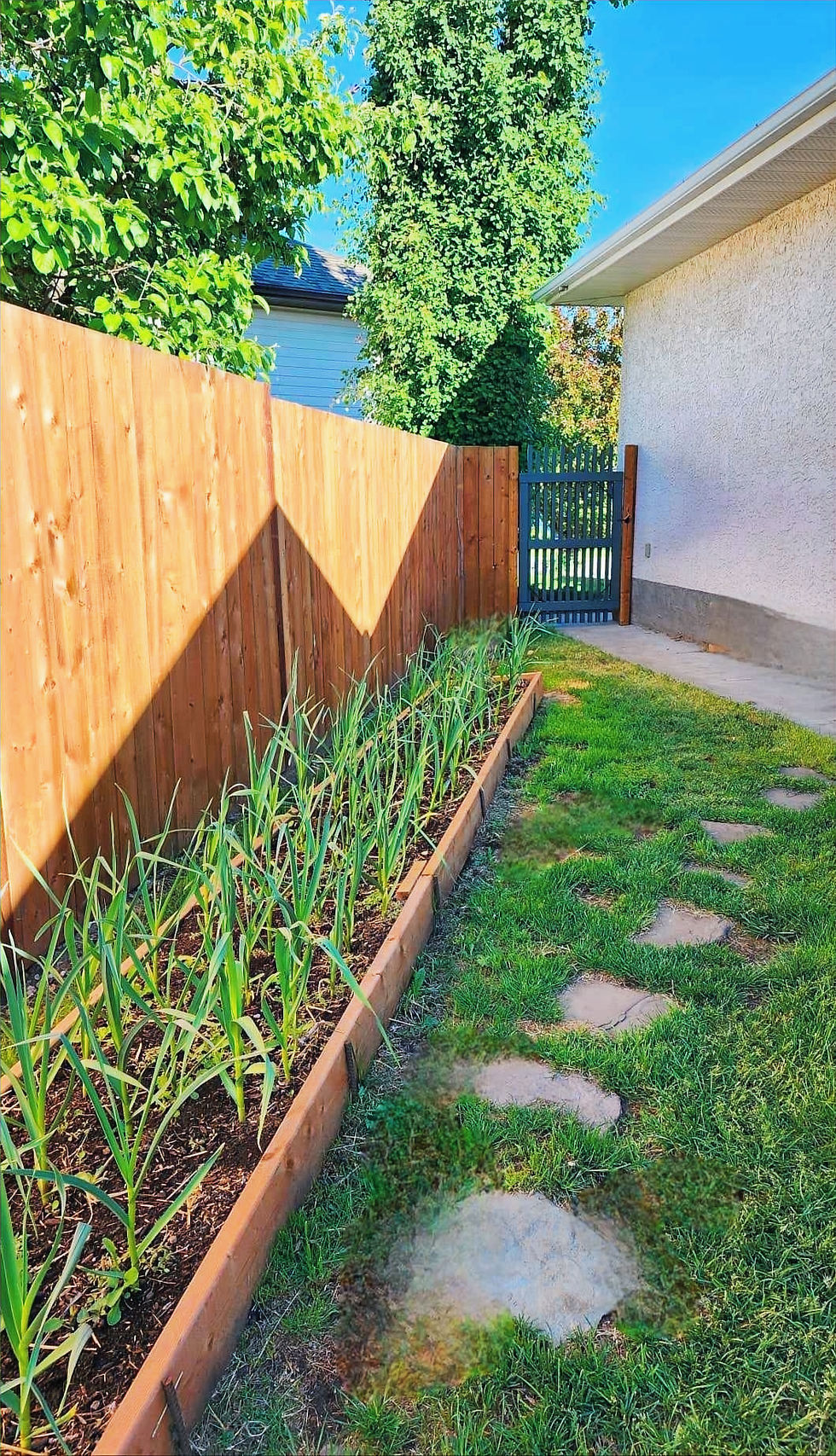 A garlic bed in spring.