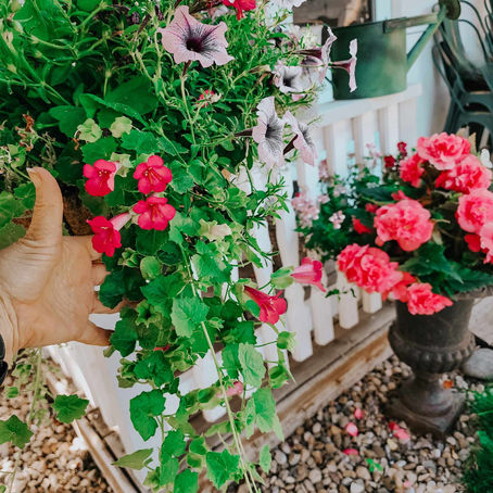 Sunday Bits #40 (Sweet Peas, compost, small garden ideas, tackling tomatoes) 