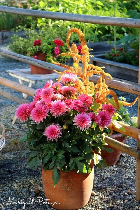 dwarf dahlias with amaranth grow great in a container.