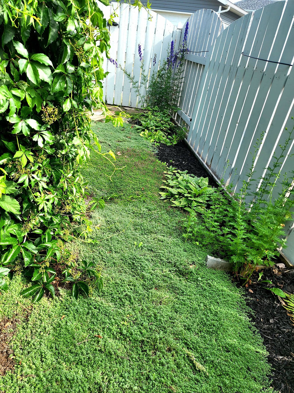 A corner of the yard, full of wooly and creeping thyme.