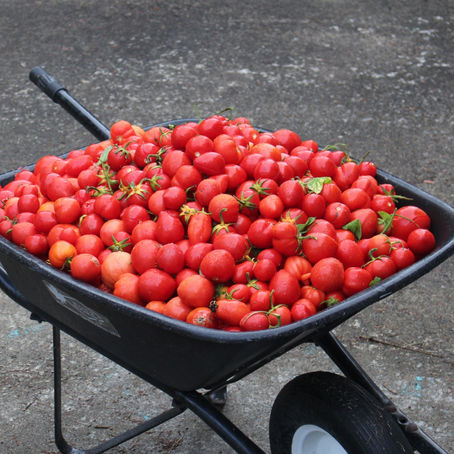 Gardening Shorts - Tomatoes