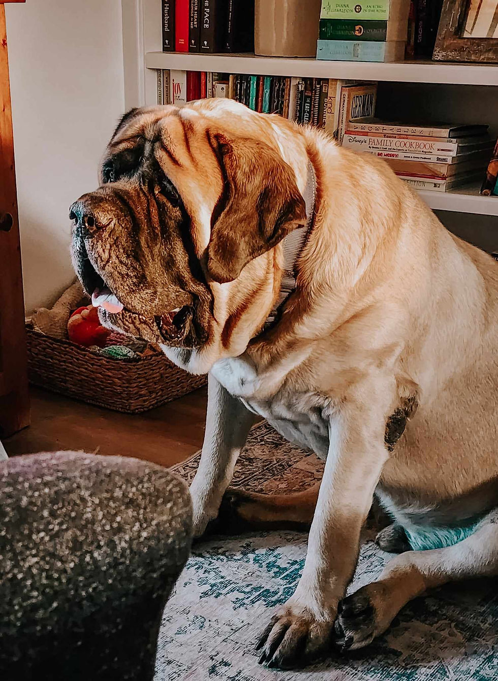 Hemingway the English Mastiff.