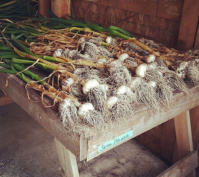 Garlic laid out to cure on a table.
