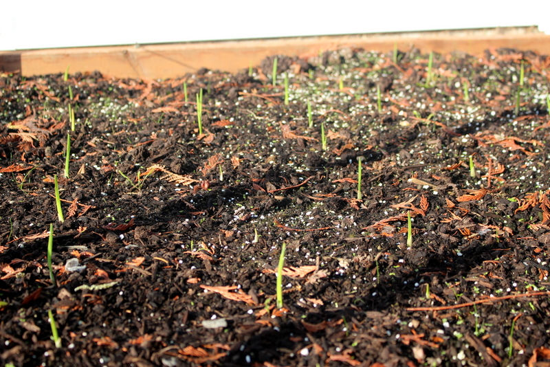 Garlic poking it's way out of the ground.