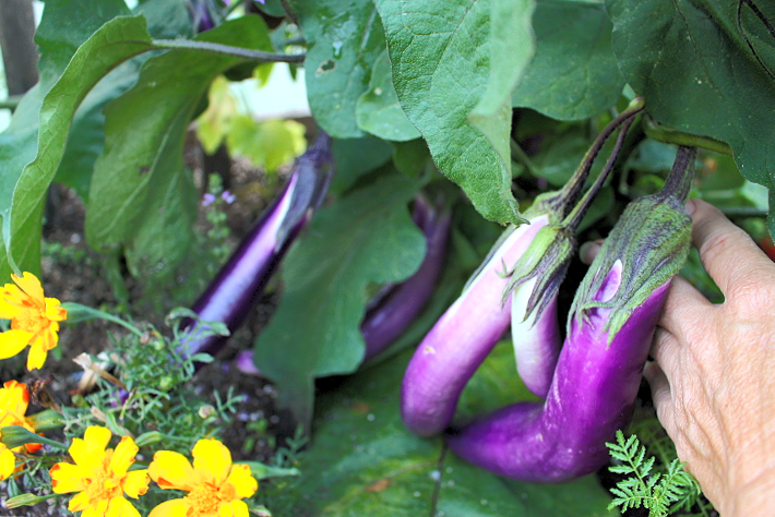 Long purple eggplants.