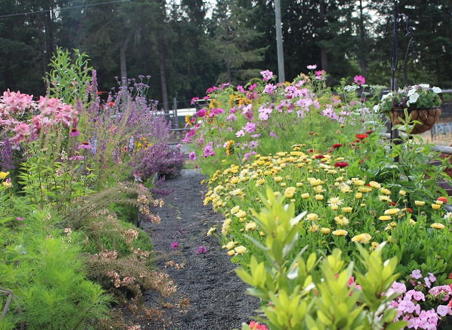 Two long flower beds in the potager to feed the bees.
