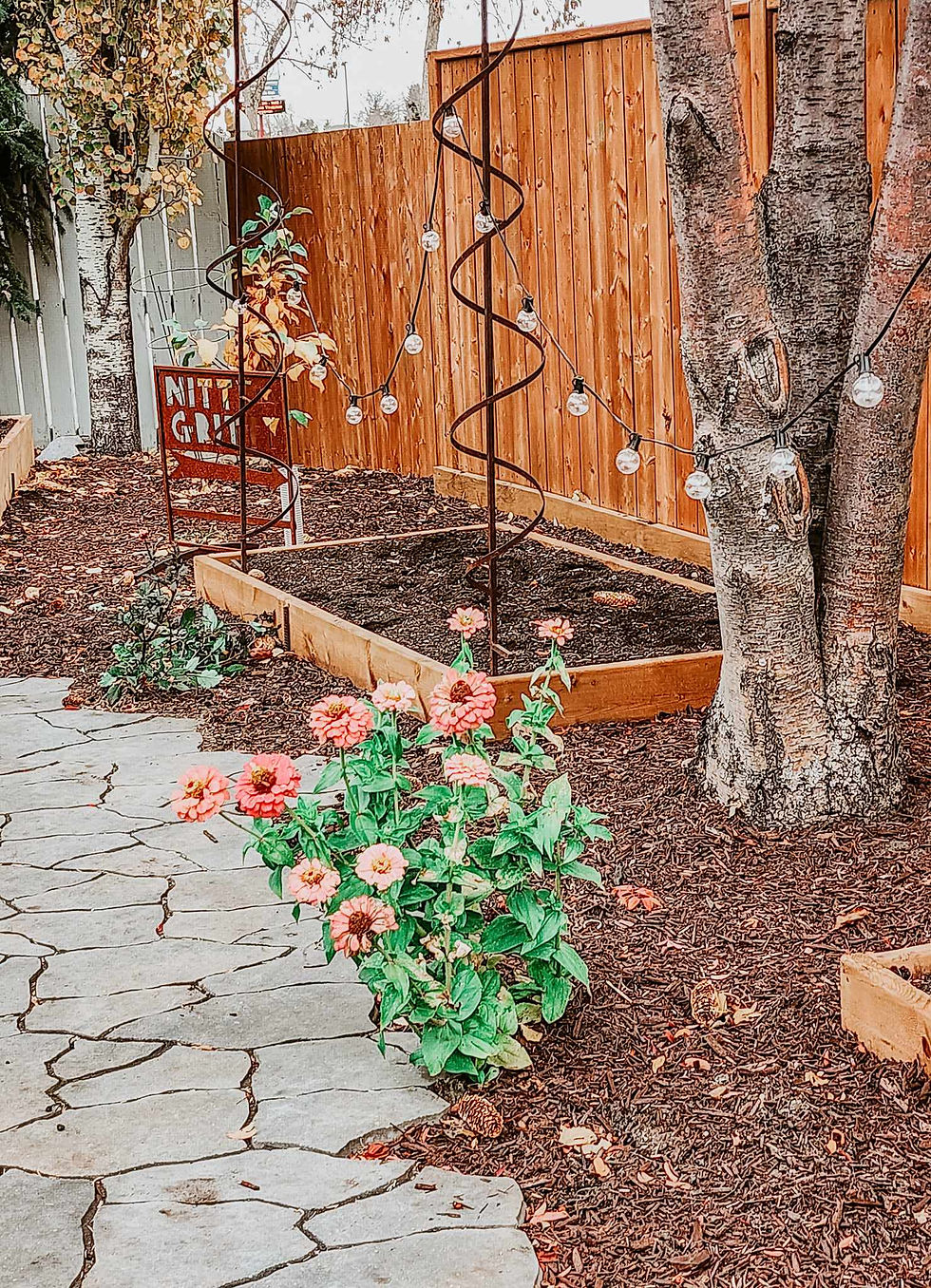 One last lone zinnia in the potager food garden.