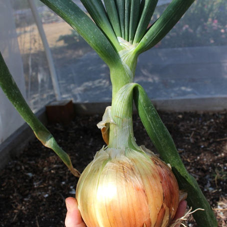 Four Simple Methods  To Start  Onions From Seed