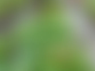 Sunday Bits #24 (geraniums, lily's, lean-to greenhouse, dahlias)