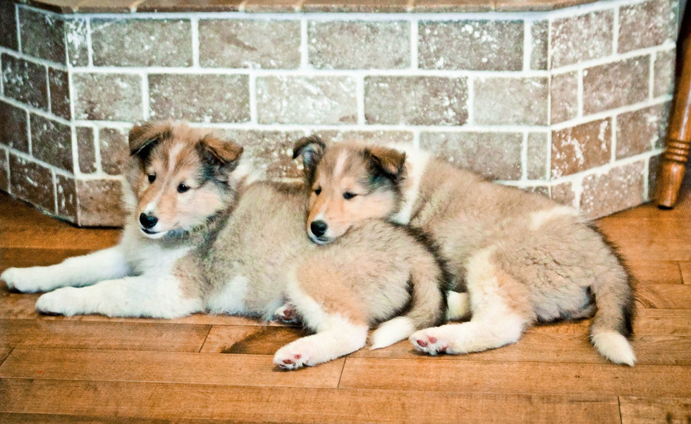 Highland Meadow's Farm & Kennel AKC + Collies Oregon