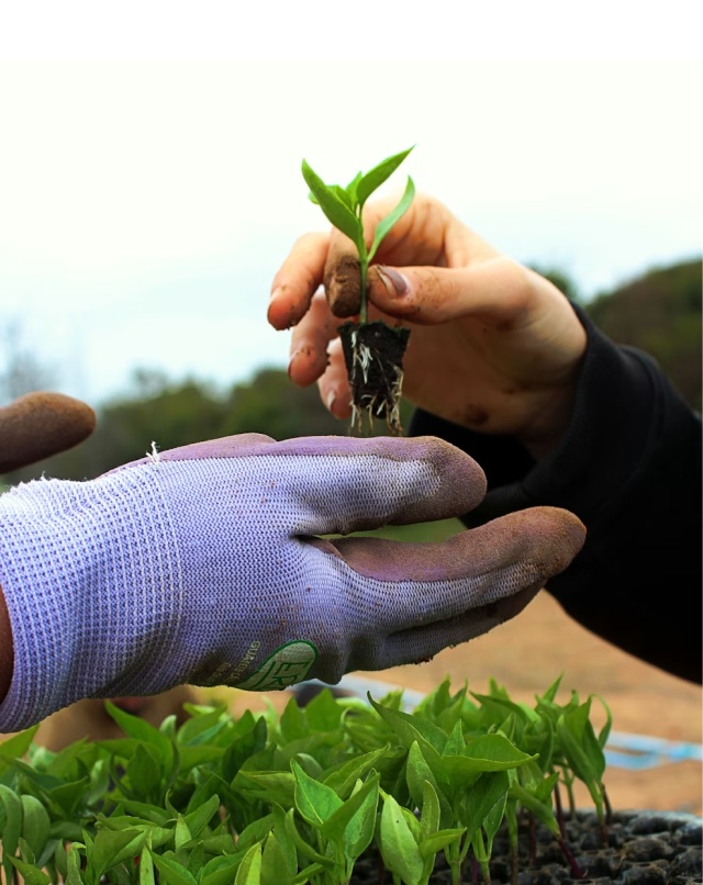 Looking for a PointStreak, GOALLINE, or LeagueLineup Alternative?