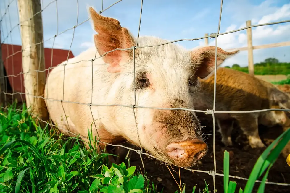 Screenshot 2025-05-16 at 9.09.39 PM.webp