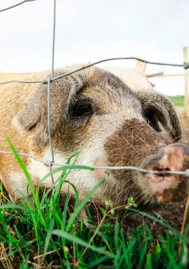 Screenshot 2025-05-21 at 4.12.35 PM.webp