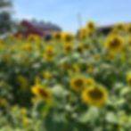 Vibrant sunflower field in bloom with Rea’s Farm red barn in the background, part of the summer U-pick flower experience.