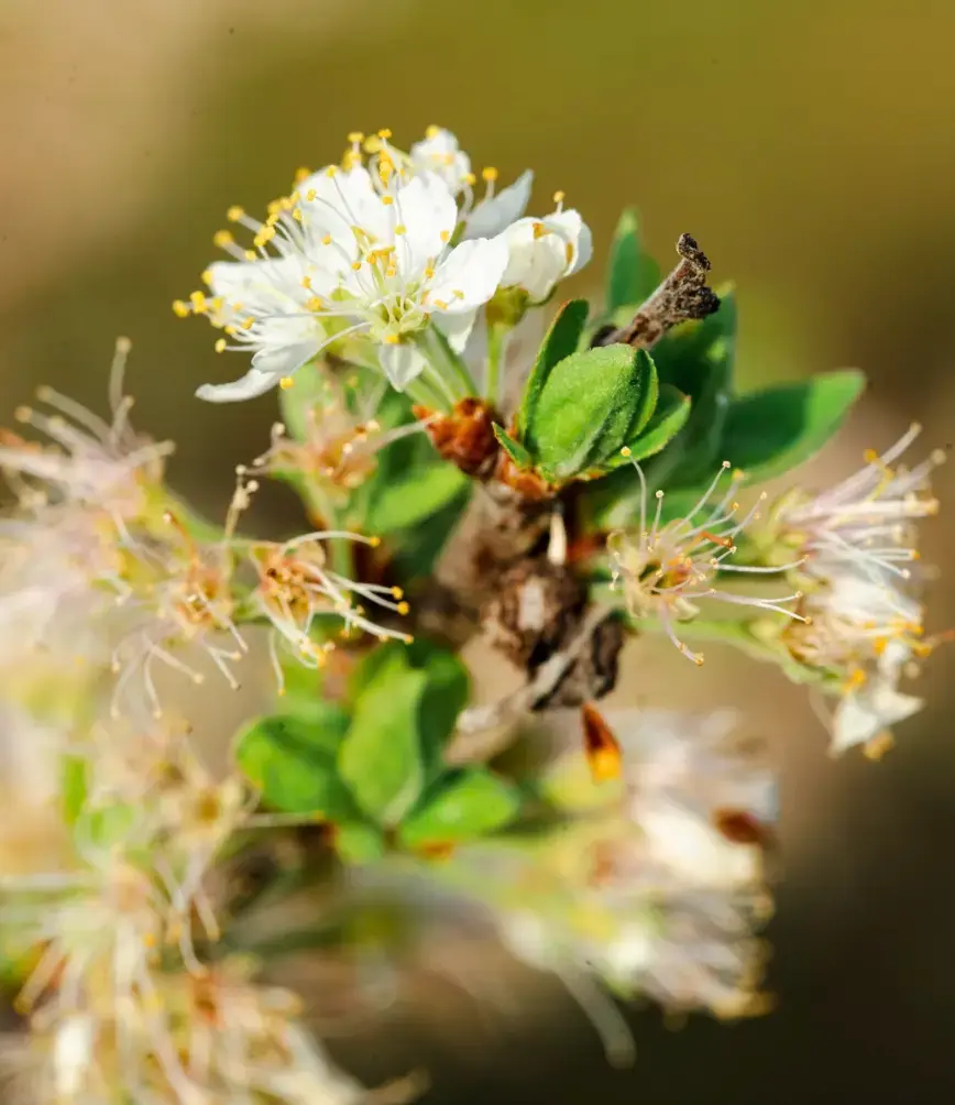 A honeybee pollinating a white blossom on a flowering plant, showcasing pollinator-friendly blooms grown at Rea’s Farm.