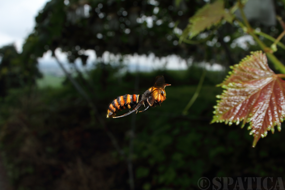隣にいるよ スカシバさん Zaccyudo Honpo