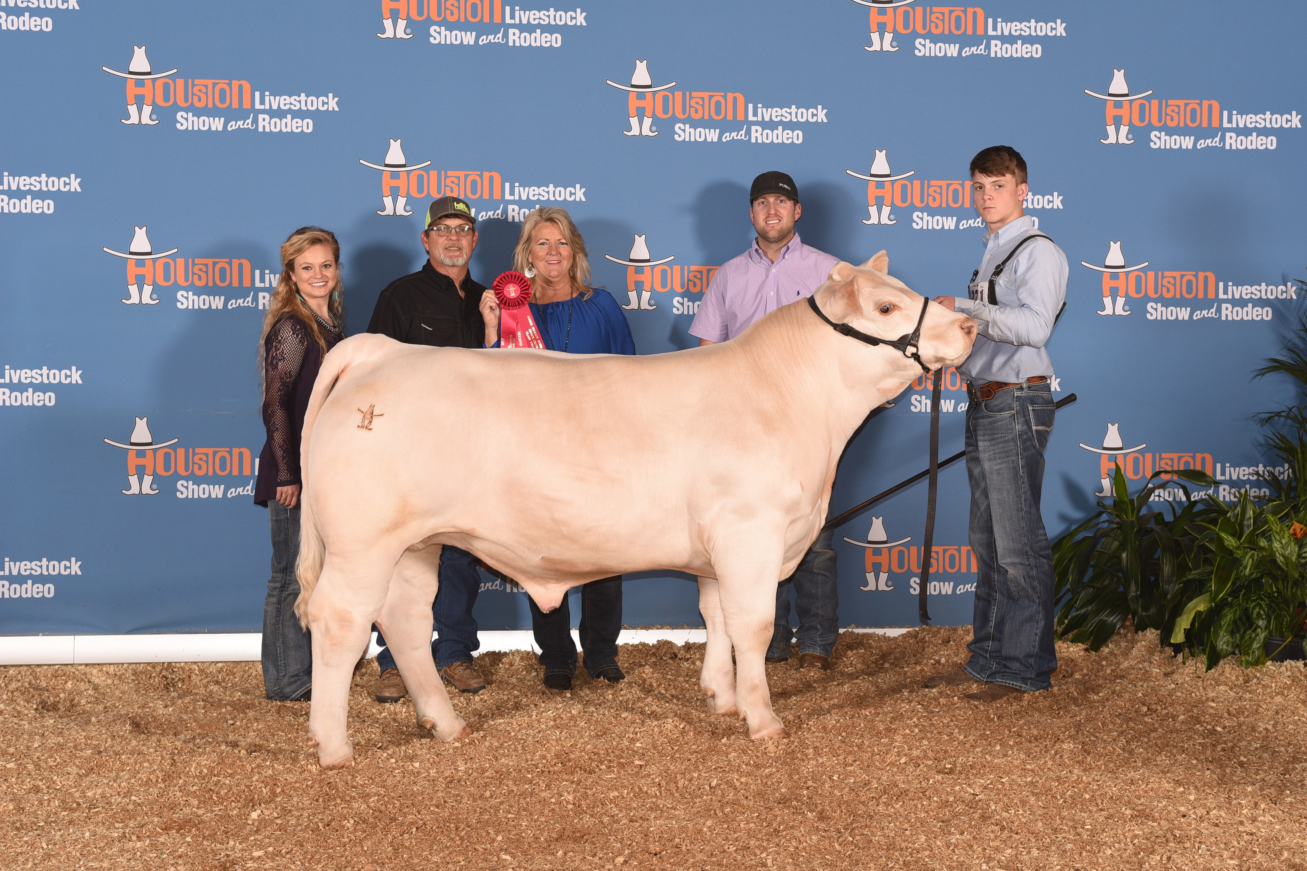 Branded Charolais Steer Houston 2017