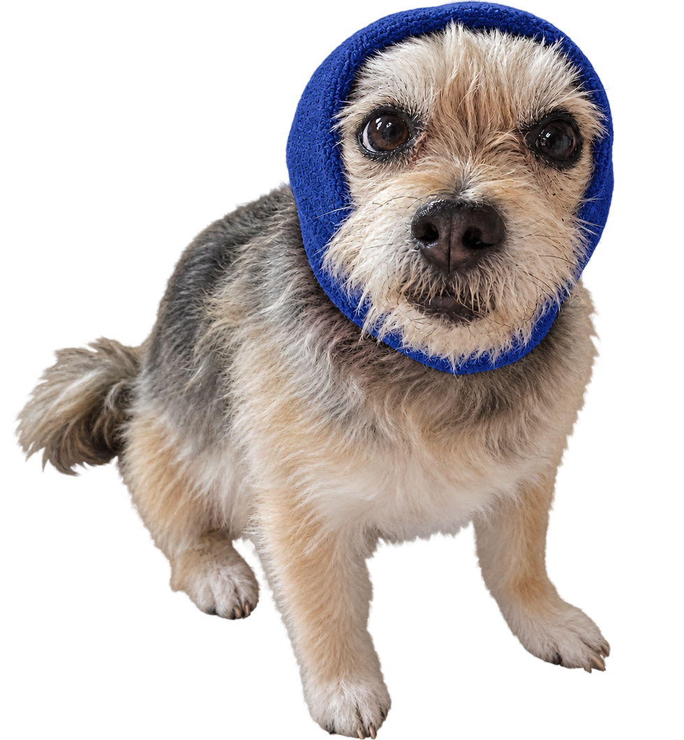 new small dog.png