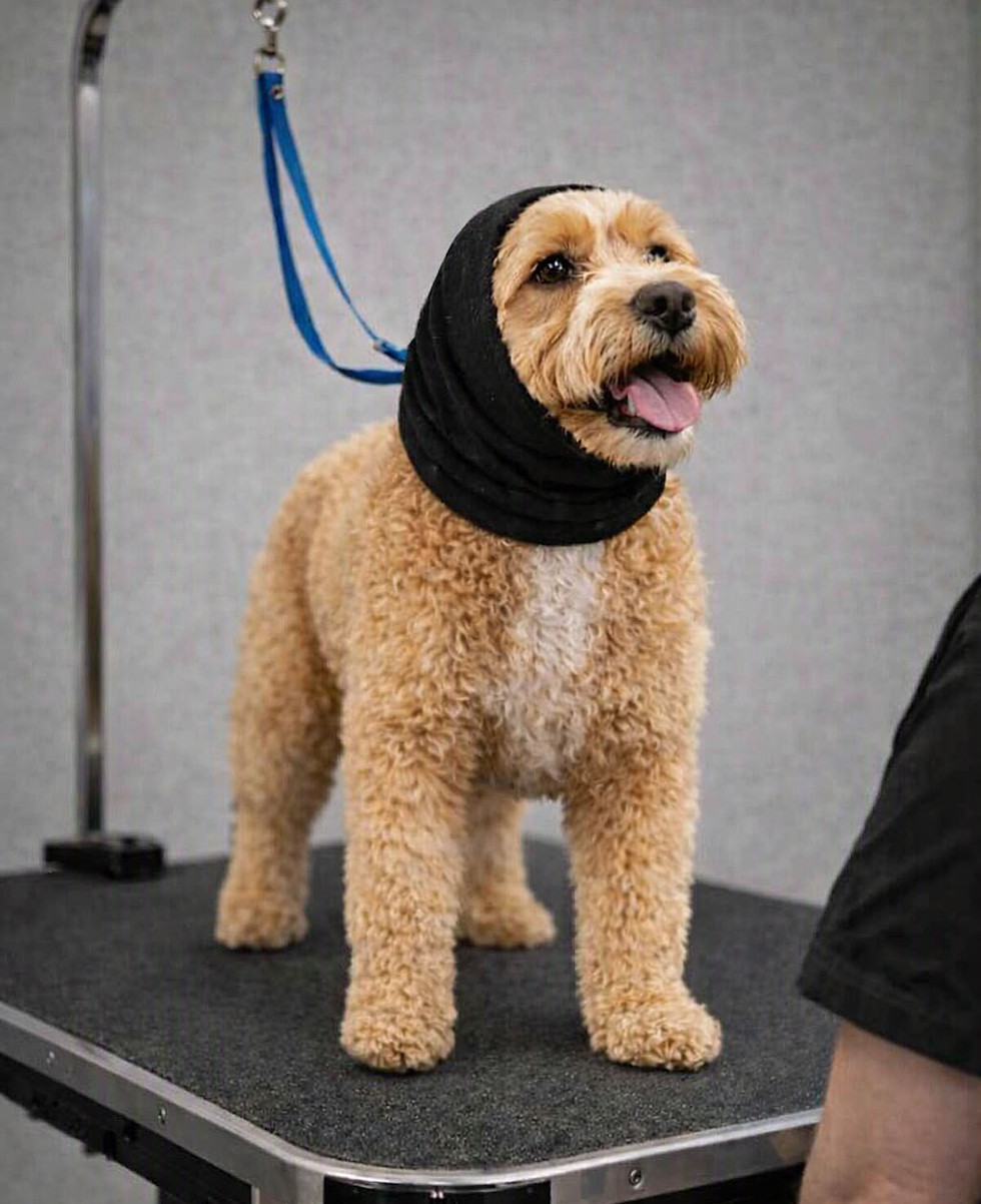 dog on grooming table.jpg