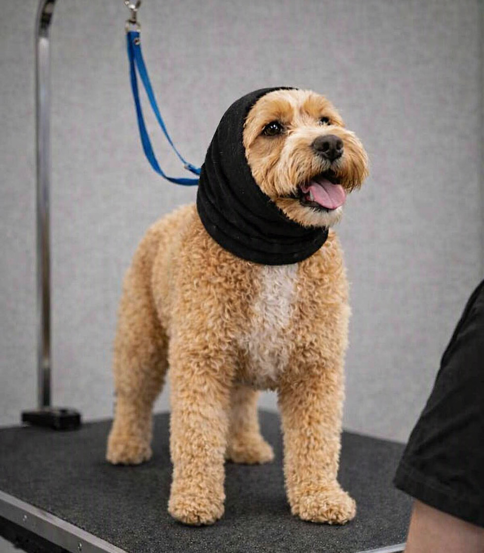 dog on grooming table.jpg