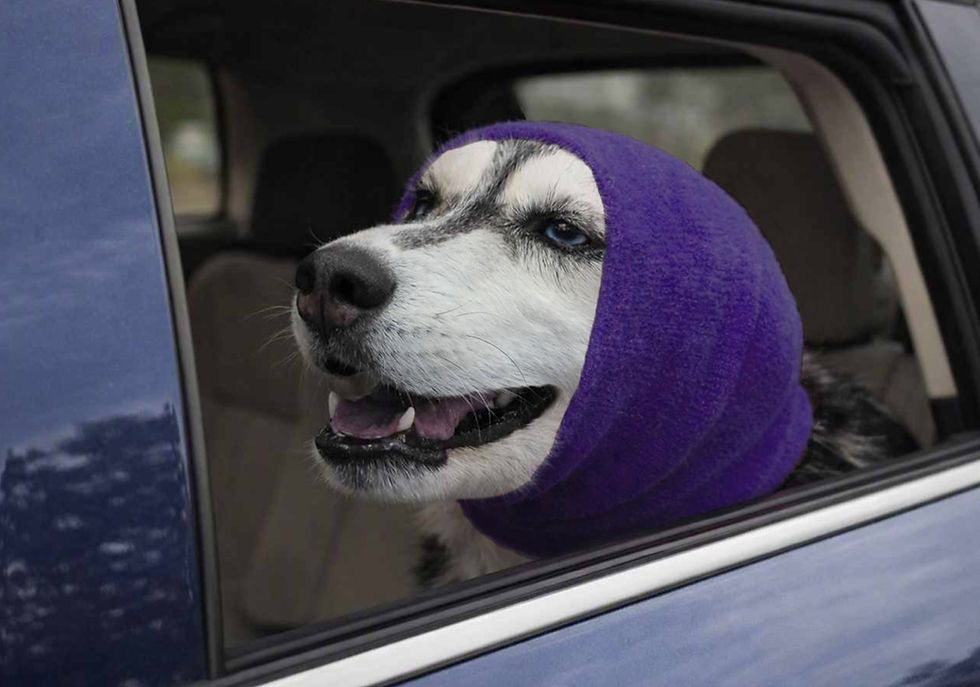 dog in car XL PPL 2_edited.jpg