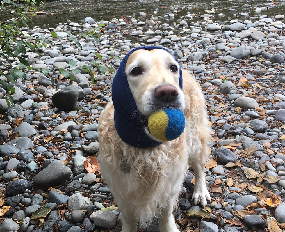 Golden in XL.JPG