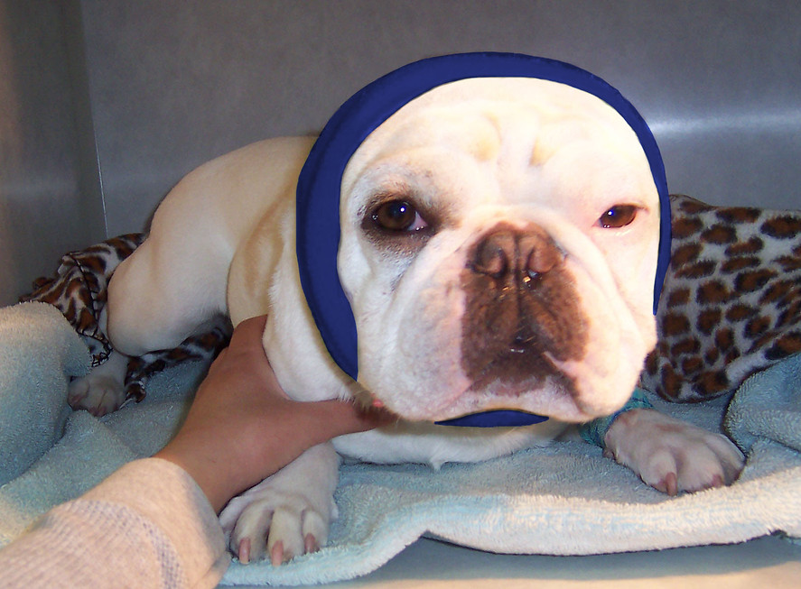 Ear Surgery 1.jpg