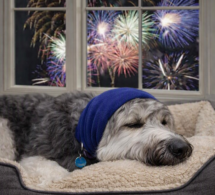 dog with fireworks.jpg