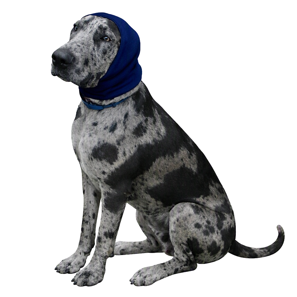 great dane XL blue.png