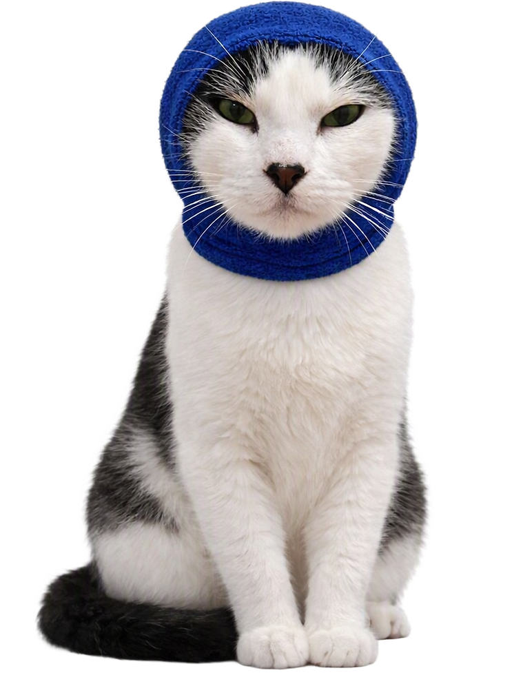 black and white cat XS blue transparent.png