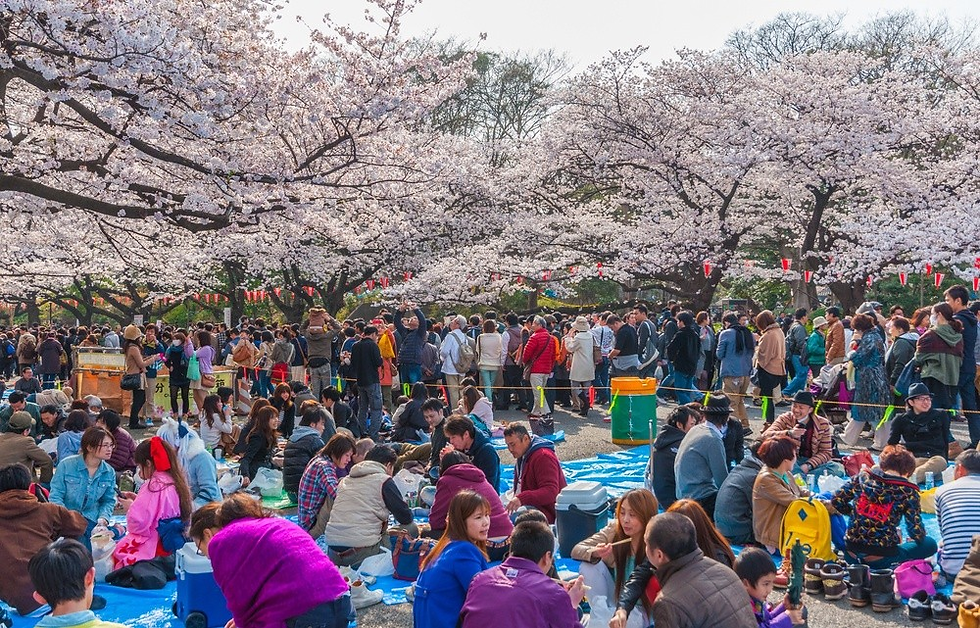 Japón cancela el 'Festival de los Cerezos en Flor' por mal comportamiento de turistas
