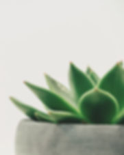 succulent