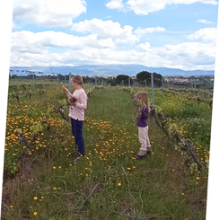 DÃO - SERRA DA ESTRELA (2).png