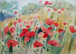 Champ de coquelicots