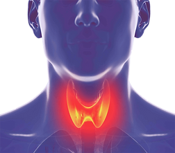 Thyroid gland