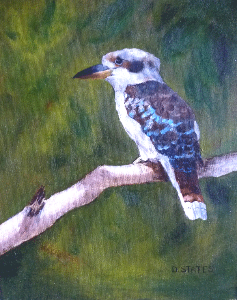 Kookaburra