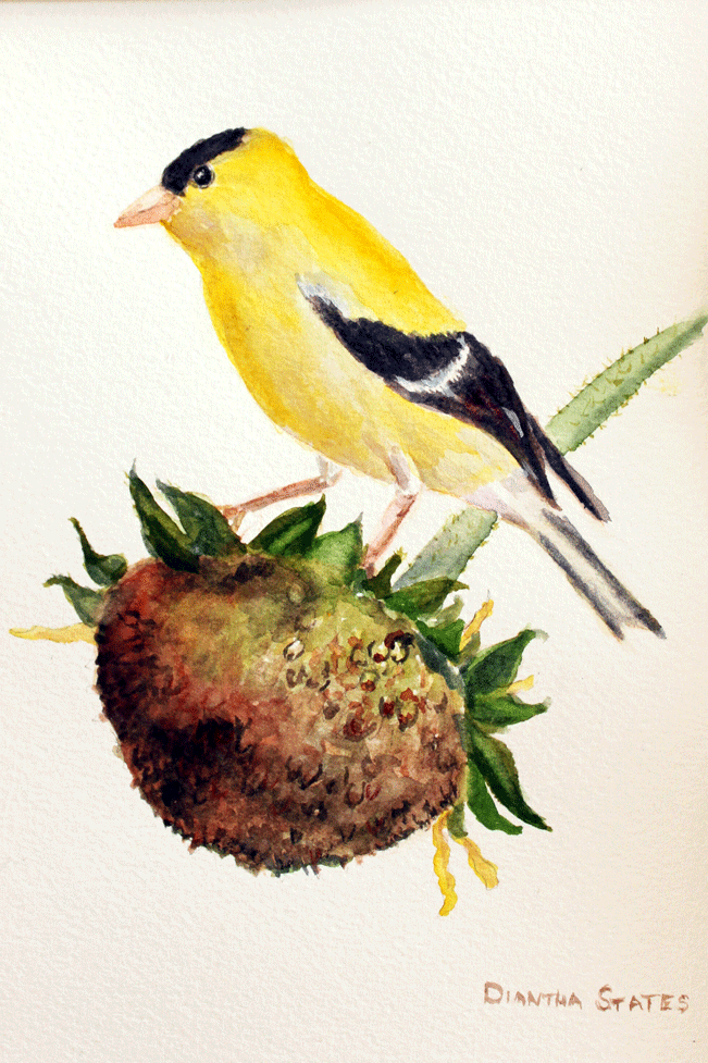 American Goldfinch