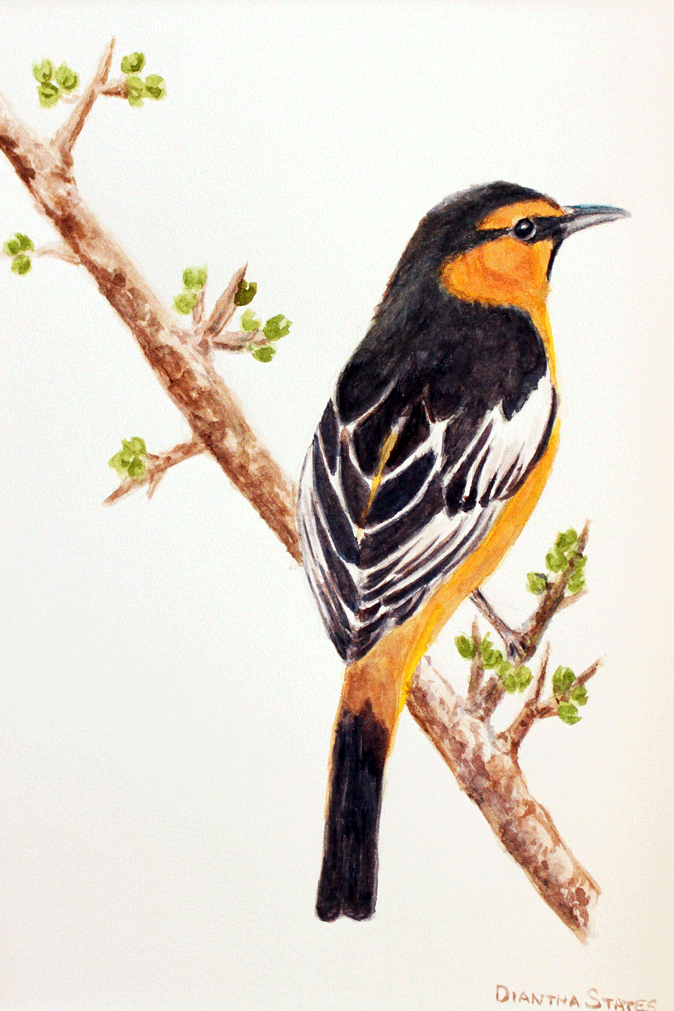 Bullock's Oriole