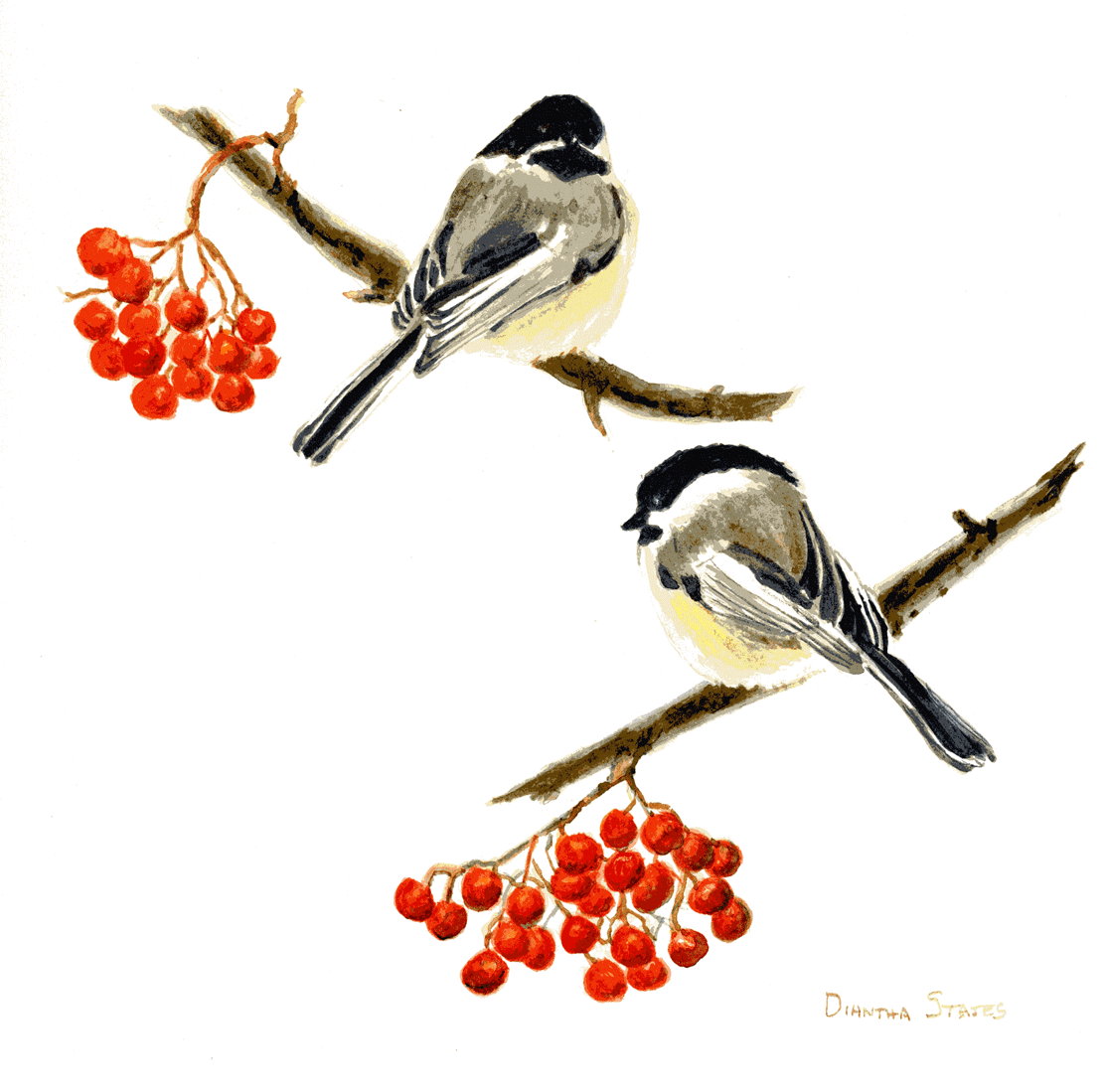 Black-capped Chickadee