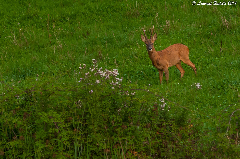 Chevreuil, Merry la Vallée