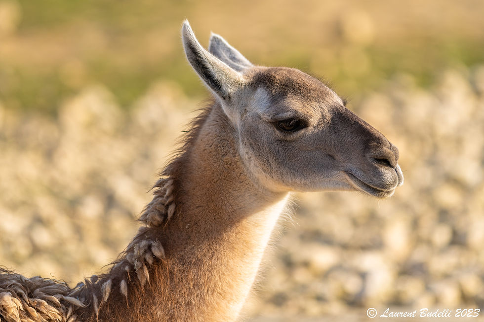 Guanaco